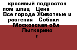 красивый подросток пом шпиц › Цена ­ 30 000 - Все города Животные и растения » Собаки   . Московская обл.,Лыткарино г.